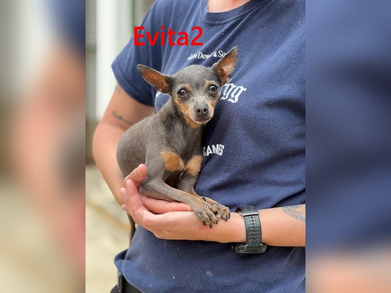 Evita2 geb. 04/2024 (ESP) - charmante Hundedame verdient ihr Glück!