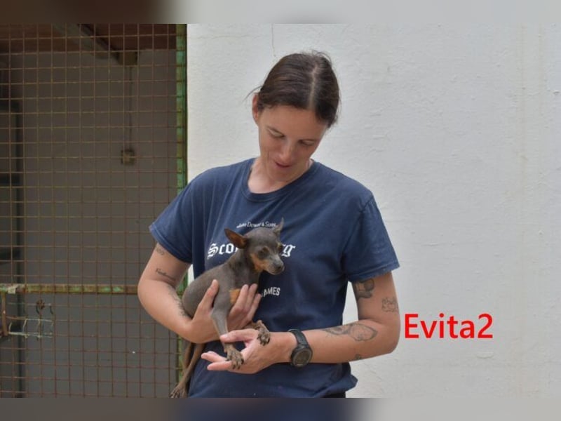 Evita2 geb. 04/2024 (ESP) - charmante Hundedame verdient ihr Glück!