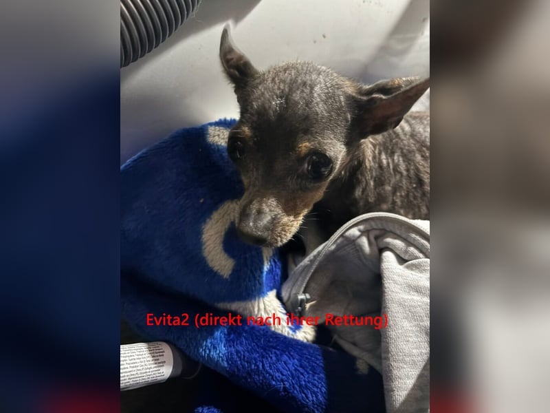 Evita2 geb. 04/2024 (ESP) - charmante Hundedame verdient ihr Glück!