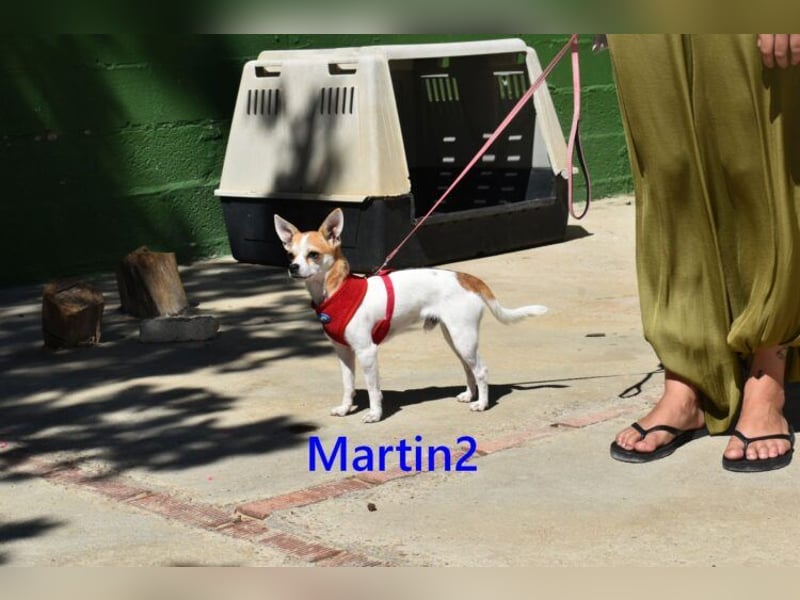 Martin2 geb. 07/2025 (ESP) - sanfter, menschenbezogener Chihuahua!