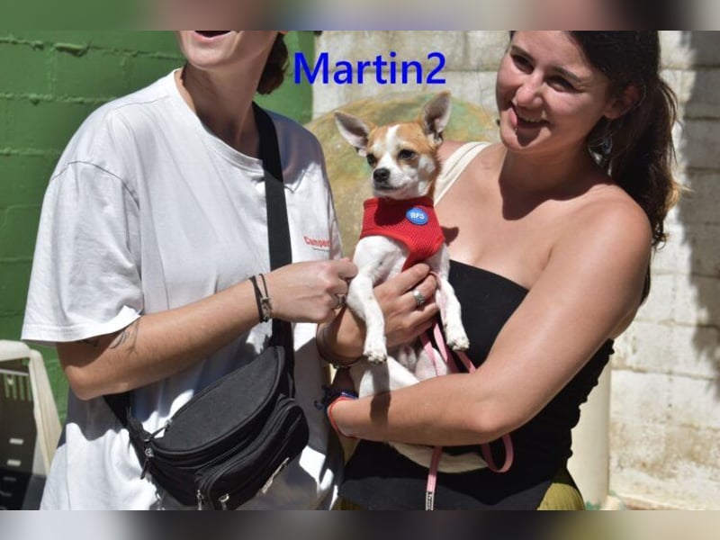 Martin2 geb. 07/2025 (ESP) - sanfter, menschenbezogener Chihuahua!