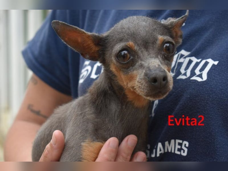 Evita2 geb. 04/2024 (ESP) - charmante Hundedame verdient ihr Glück!