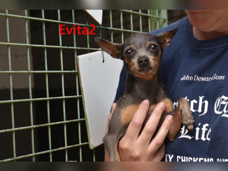 Evita2 geb. 04/2024 (ESP) - charmante Hundedame verdient ihr Glück!