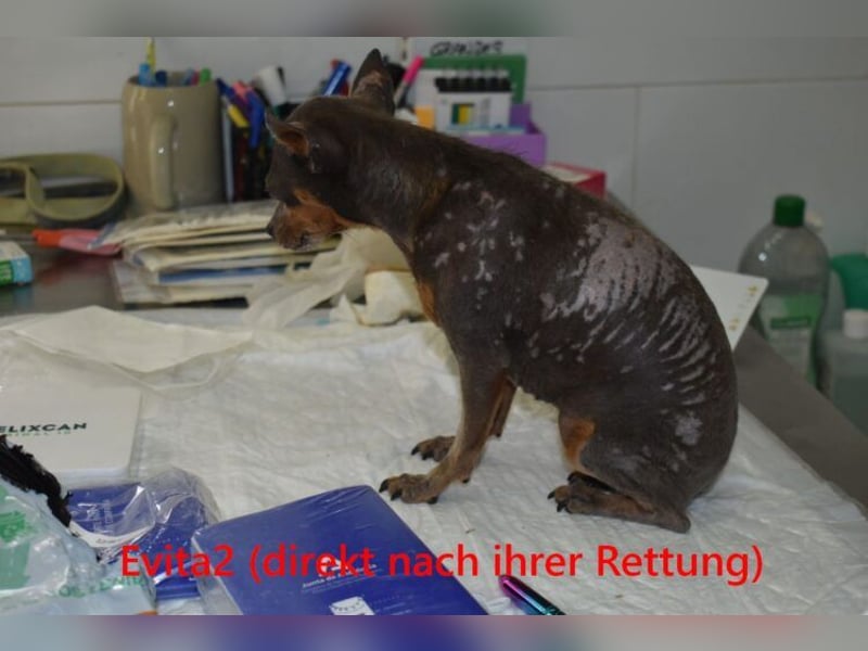 Evita2 geb. 04/2024 (ESP) - charmante Hundedame verdient ihr Glück!