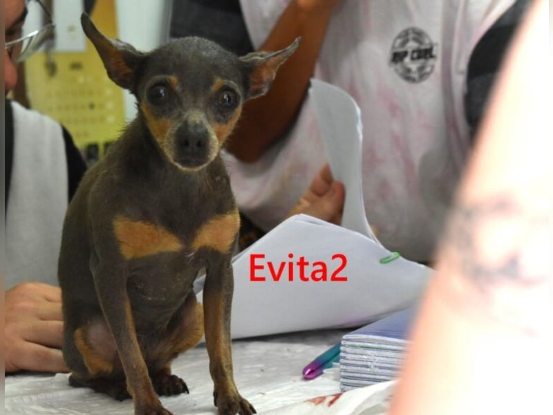Evita2 geb. 04/2024 (ESP) - charmante Hundedame verdient ihr Glück!