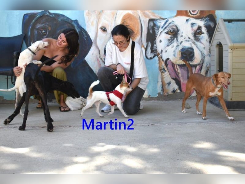 Martin2 geb. 07/2025 (ESP) - sanfter, menschenbezogener Chihuahua!