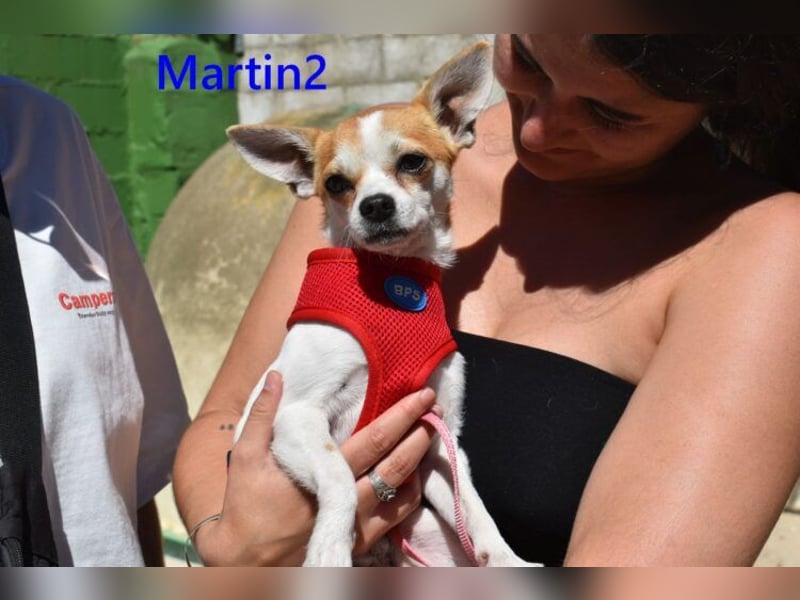 Martin2 geb. 07/2025 (ESP) - sanfter, menschenbezogener Chihuahua!