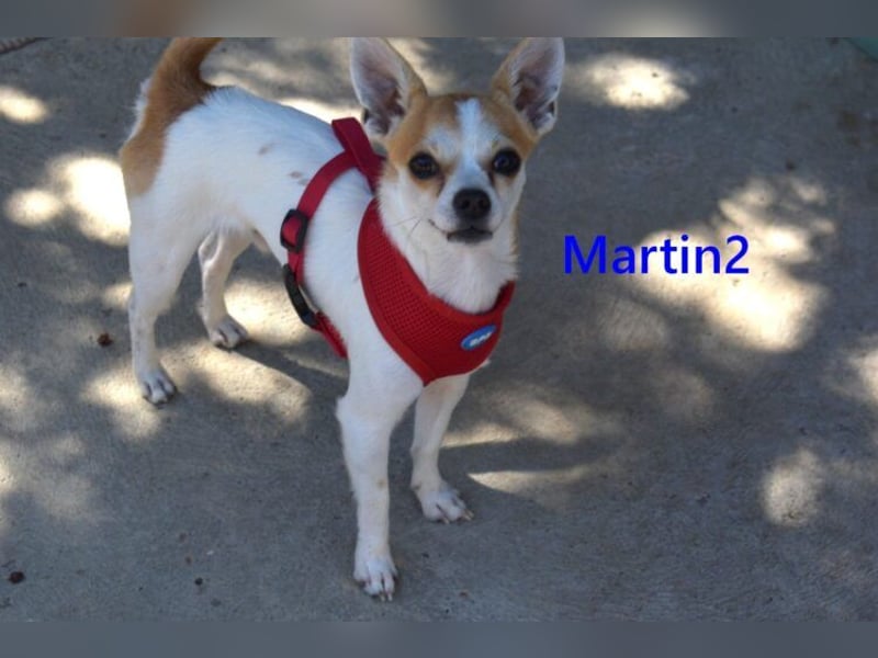 Martin2 geb. 07/2025 (ESP) - sanfter, menschenbezogener Chihuahua!