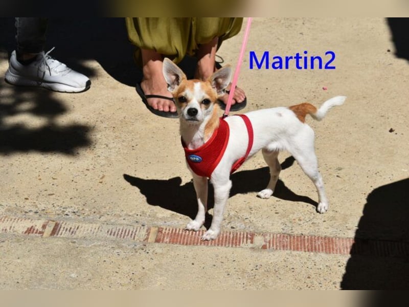 Martin2 geb. 07/2025 (ESP) - sanfter, menschenbezogener Chihuahua!