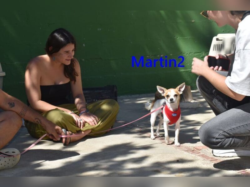 Martin2 geb. 07/2025 (ESP) - sanfter, menschenbezogener Chihuahua!