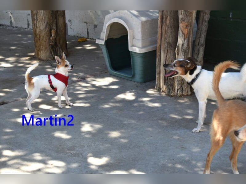 Martin2 geb. 07/2025 (ESP) - sanfter, menschenbezogener Chihuahua!