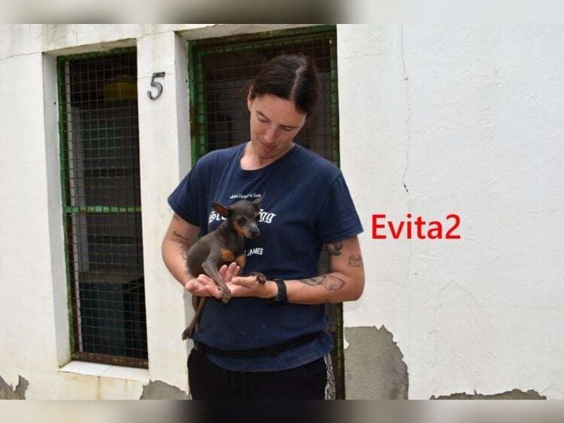 Evita2 geb. 04/2024 (ESP) - charmante Hundedame verdient ihr Glück!