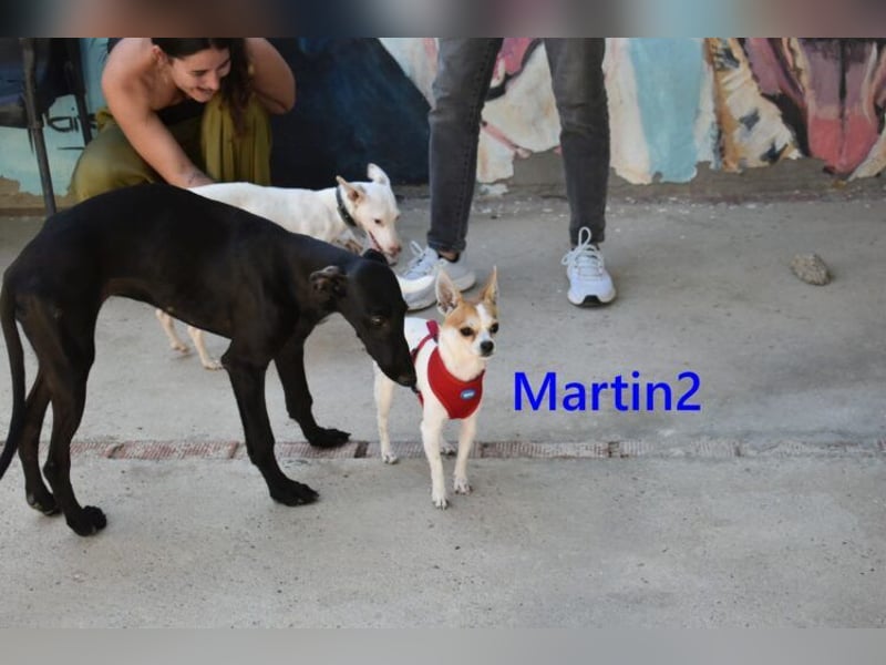 Martin2 geb. 07/2025 (ESP) - sanfter, menschenbezogener Chihuahua!