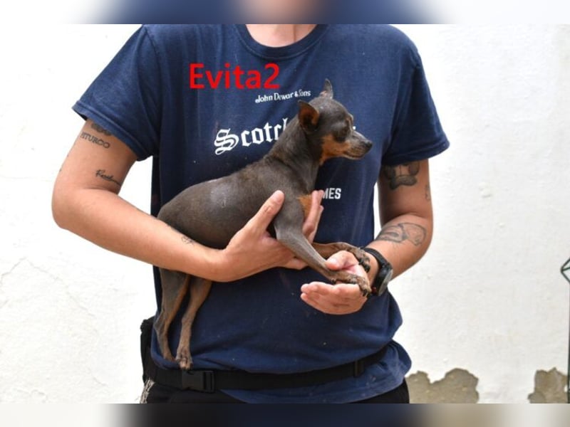 Evita2 geb. 04/2024 (ESP) - charmante Hundedame verdient ihr Glück!