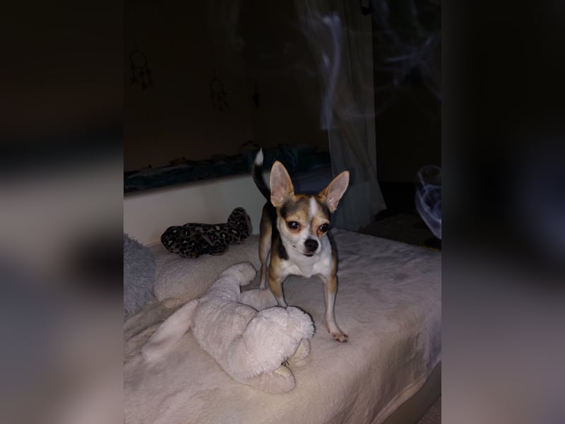 Lieber Chihuahua sucht ein neues Zuhause