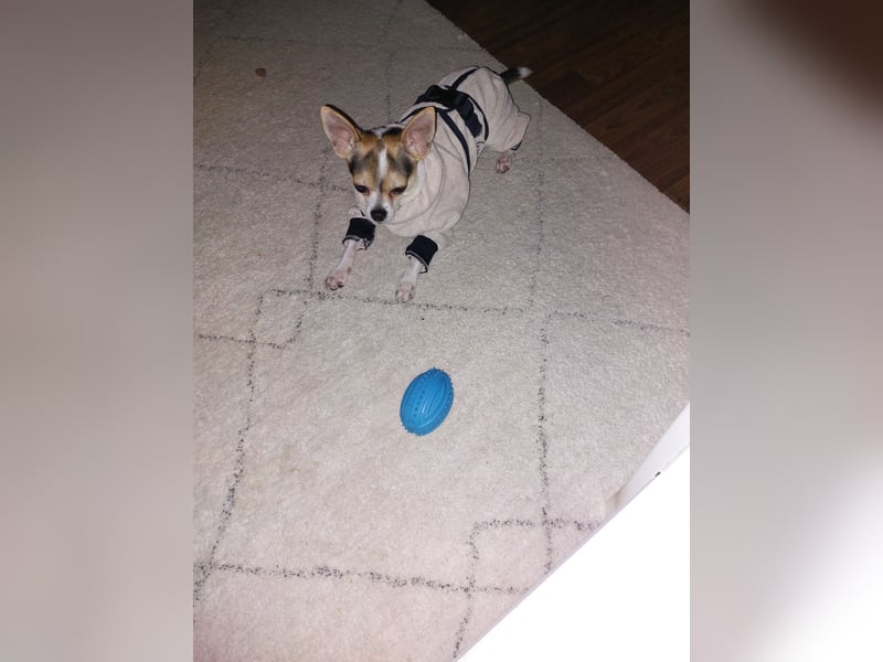Lieber Chihuahua sucht ein neues Zuhause
