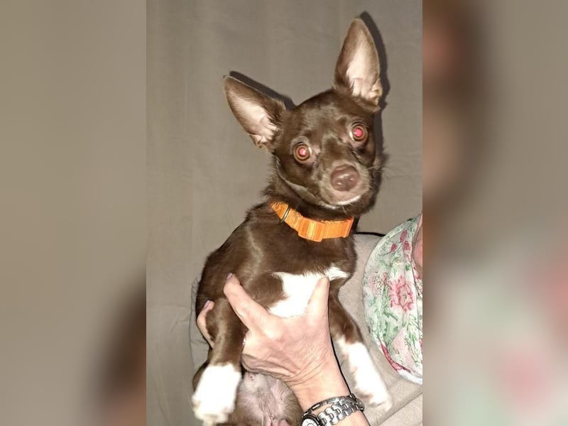 CHOCO ein bezaubender Winzling