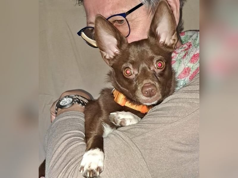 CHOCO ein bezaubender Winzling