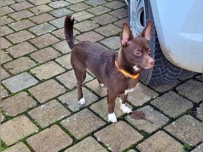 CHOCO ein bezaubender Winzling