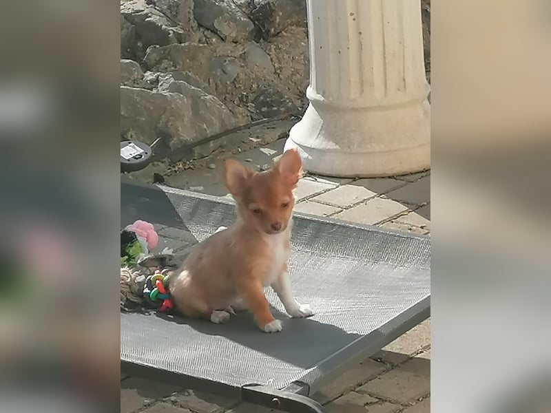 Wunderschöne Chihuahua Welpen Rüden in schoko