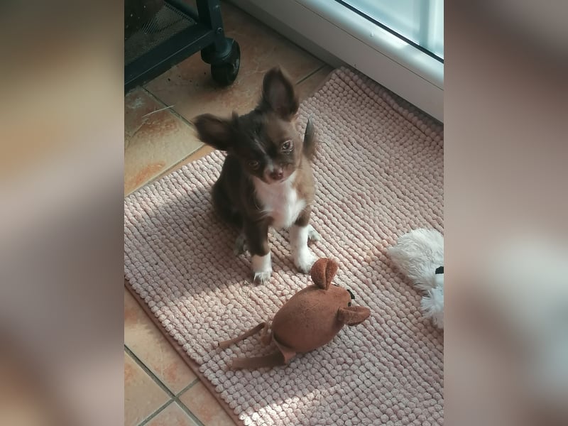 Wunderschöne Chihuahua Welpen Rüden in schoko