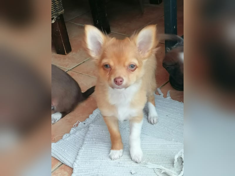 Wunderschöne Chihuahua Welpen Rüde in creme schoko