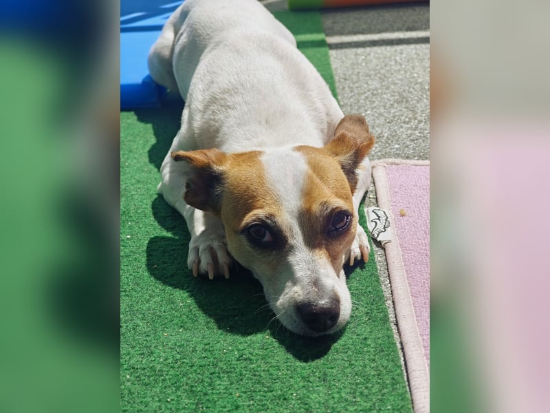 Amy - sensibler Herzenshund sucht ruhiges Zuhause