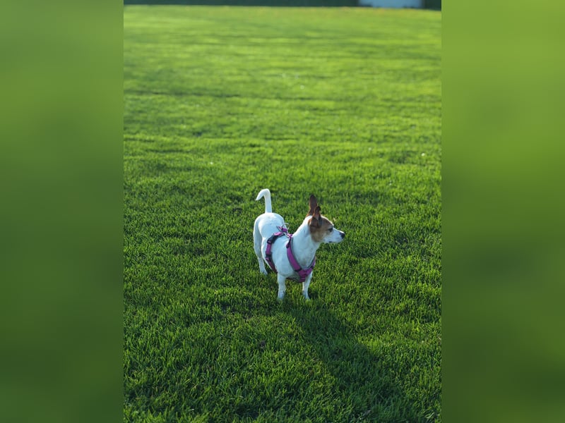 Amy - sensibler Herzenshund sucht ruhiges Zuhause