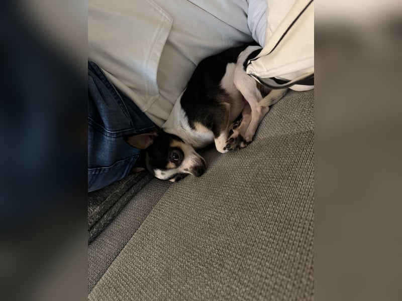 Chihuahua Rüde
