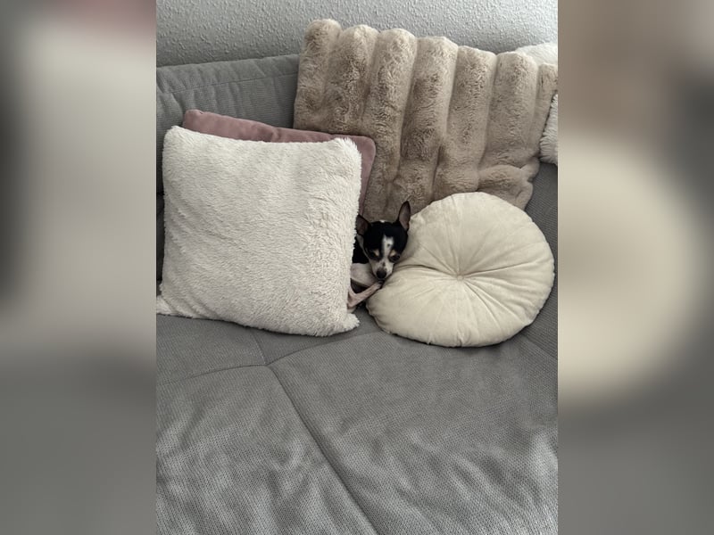 Chihuahua Rüde