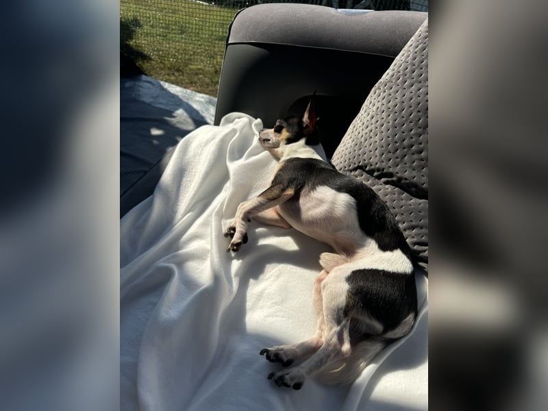 Chihuahua Rüde