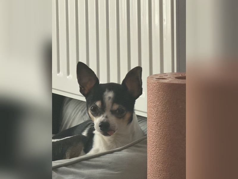 Chihuahua Rüde