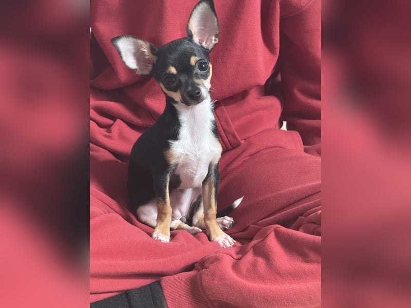 Chihuahua