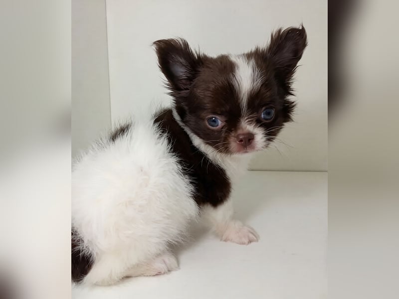 Zauberhafte Chihuahua Welpen suchen ein liebevolles Zuhause