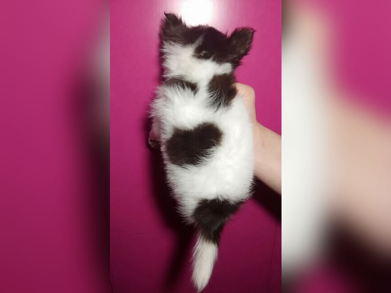 Zauberhafte Chihuahua Welpen suchen ein liebevolles Zuhause