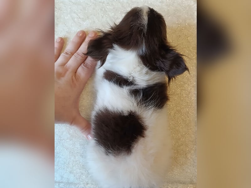 Zauberhafte Chihuahua Welpen suchen ein liebevolles Zuhause
