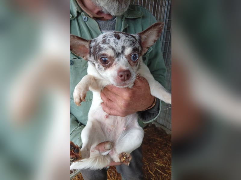 Szoffi, hübsches Chihuahua Mädchen geb. 2021