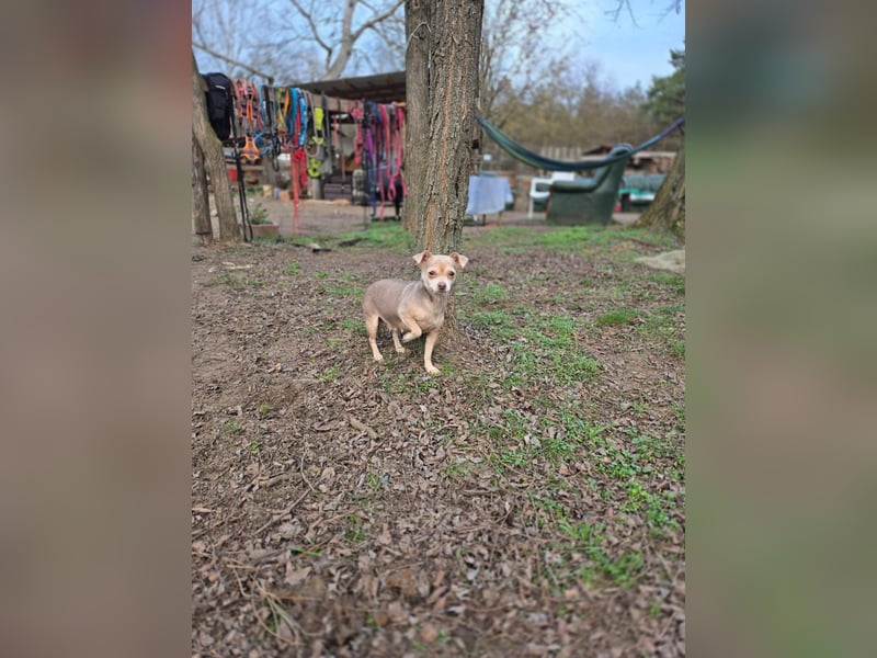 Lilli, liebe, kleine Chihuahua Hündin geb. 2022