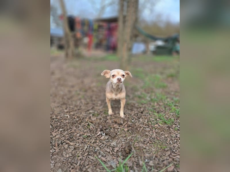 Lilli, liebe, kleine Chihuahua Hündin geb. 2022