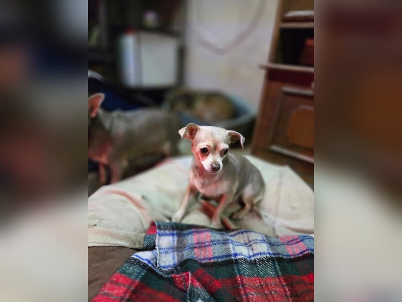Lilli, liebe, kleine Chihuahua Hündin geb. 2022