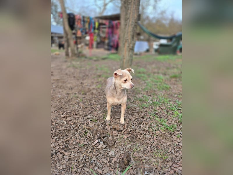 Lilli, liebe, kleine Chihuahua Hündin geb. 2022