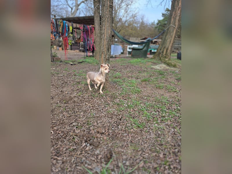Lilli, liebe, kleine Chihuahua Hündin geb. 2022