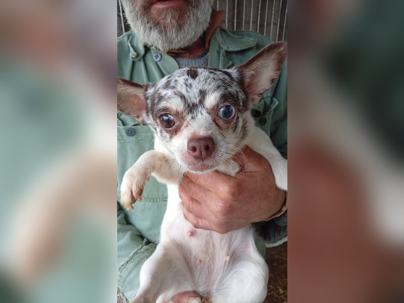 Szoffi, hübsches Chihuahua Mädchen geb. 2021