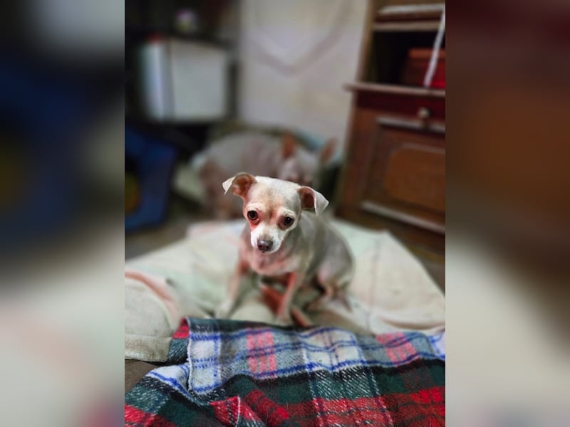 Lilli, liebe, kleine Chihuahua Hündin geb. 2022