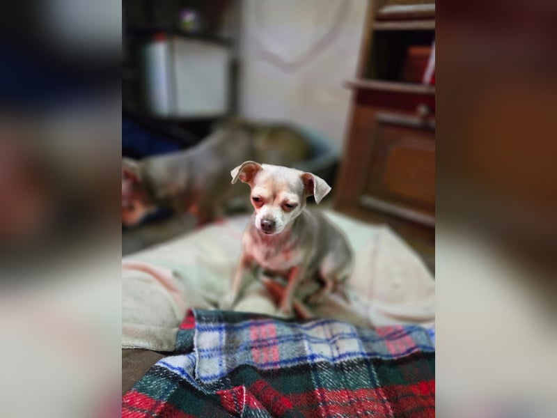 Lilli, liebe, kleine Chihuahua Hündin geb. 2022