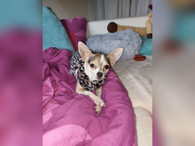 Lieber Chihuahua sucht ein neues Zuhause