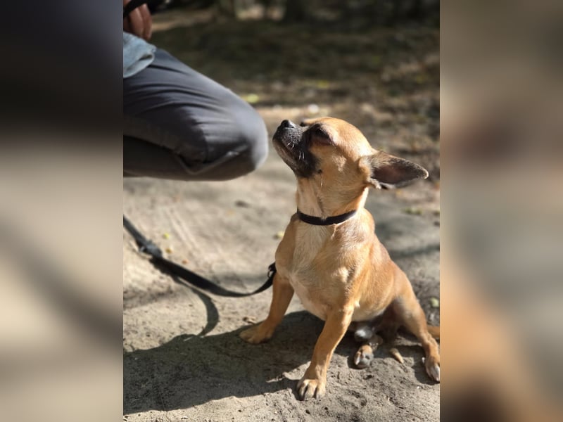 Ricsike, lieber, kleiner Chihuahua Mischlingsrüde geb. 04/2025