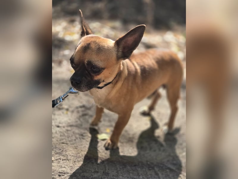 Ricsike, lieber, kleiner Chihuahua Mischlingsrüde geb. 04/2025