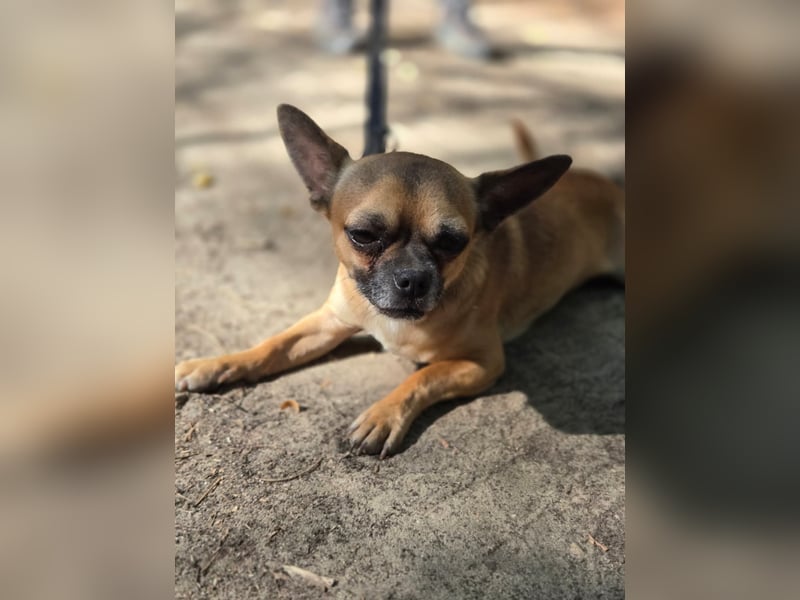 Ricsike, lieber, kleiner Chihuahua Mischlingsrüde geb. 04/2025