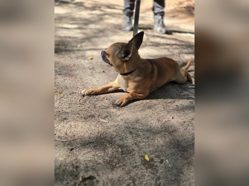 Ricsike, lieber, kleiner Chihuahua Mischlingsrüde geb. 04/2025
